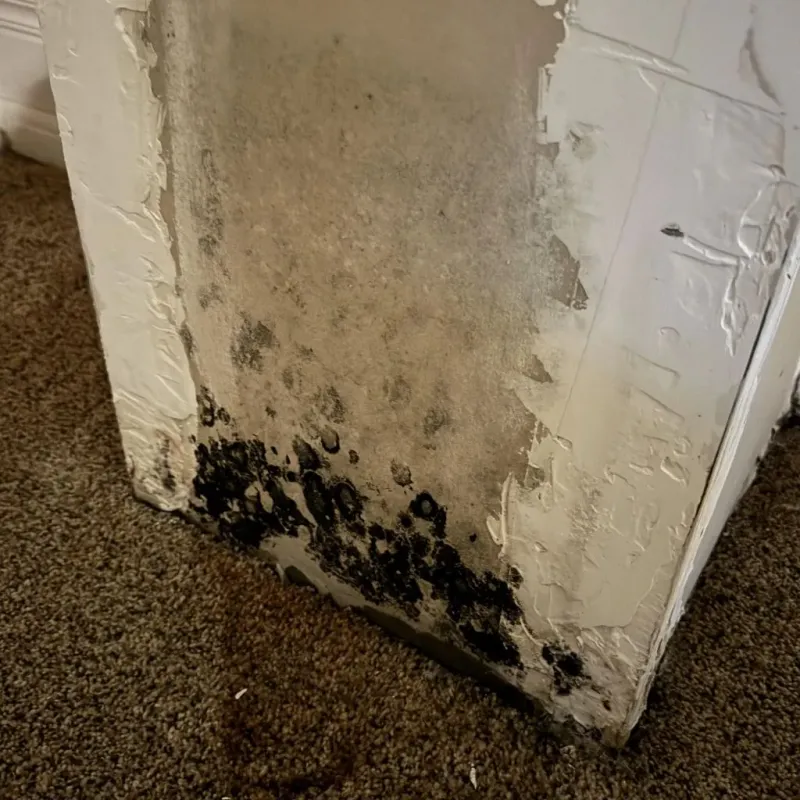 Professional Mold Removal in Mound City, MO